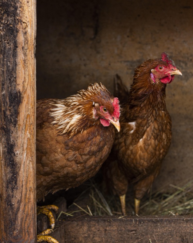 Pet hosting in Kalamata — hens nestled in a cozy rustic coop