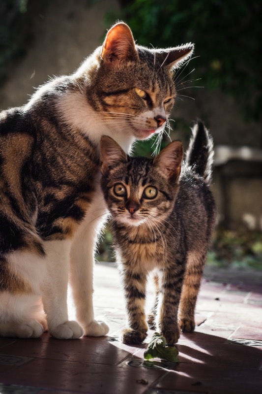 Cat sitting service in Kalamata — mother cat grooming her kitten in a cozy home