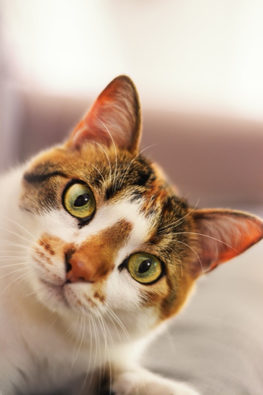 Pet care updates — close-up of a calico cat with striking green eyes