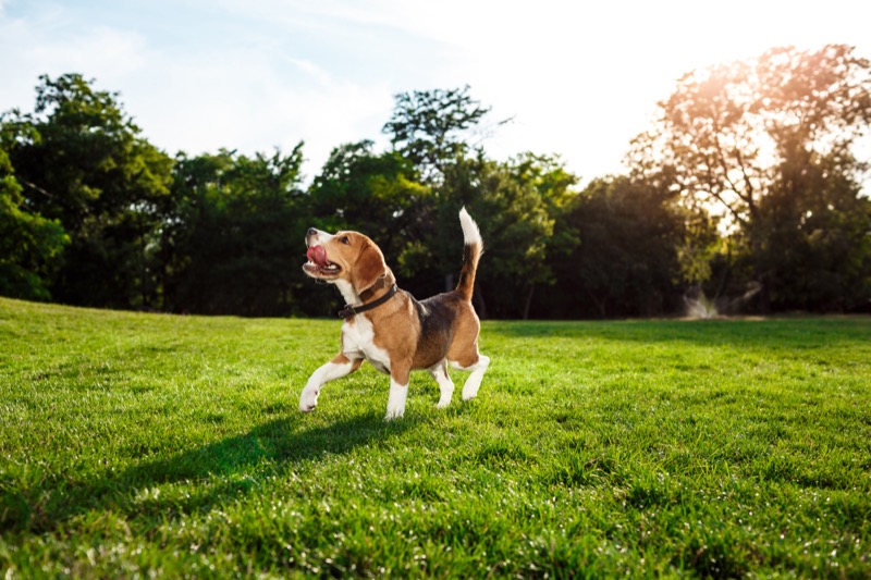 Dog walking service in Kalamata — happy beagle walking in a sunny green park